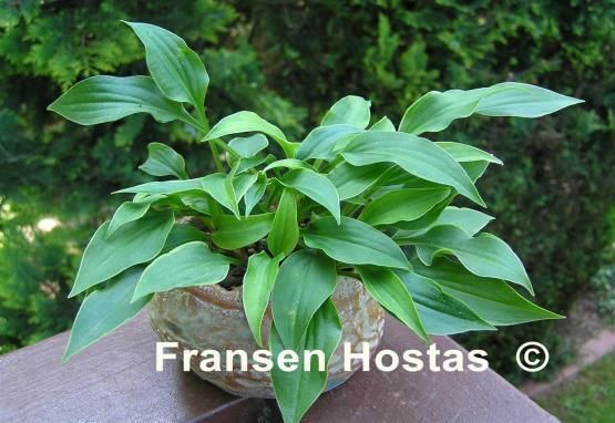 Hosta Gaijin